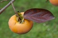 Ripe Kaki Fruit Royalty Free Stock Photo