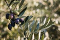 Ripe Kalamata olives on olive tree branch Royalty Free Stock Photo