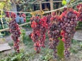 Ripe kishmish grapes drying naturally in sunlight. Traditional process of making raisins from seedless grapes outdoors. Royalty Free Stock Photo
