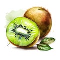 Ripe kiwi fruit. Watercolor hand drawn illustration..