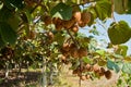 Ripe kiwi fruits Royalty Free Stock Photo