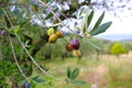 Ripe Koroneiki olives on olive tree in Messinia, Greece. Royalty Free Stock Photo
