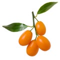 Ripe kumquat citrus fruit group on branch with green leaves isolated on white background