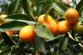 Ripe Kumquats Royalty Free Stock Photo
