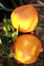 Ripe and large bergamots, being sharpened by a child's hand.