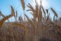 Ripe large golden ears of wheat against the blue sky and sun background. Close-up, nature. rich summer harvest Royalty Free Stock Photo