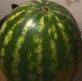 Ripe large green watermelon close