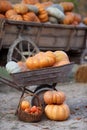 Ripe, large orange pumpkins outdoors, stacked on a cart for Thanksgiving, Halloween Royalty Free Stock Photo