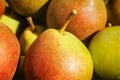 Ripe large pears in the sun close-up. Macro. Harvesting