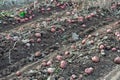 Ripe large potatoes dug in the farm field