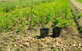 Ripe large potatoes dug in the field