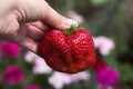 Ripe large strawberries in a woman`s palm. Red summer berry on a background of white and pink flowers, harvesting Royalty Free Stock Photo