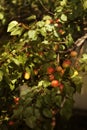 Ripe large yellow apricots hanging on a branch. Royalty Free Stock Photo