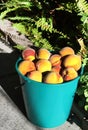 Ripe large yellow and red peaches in a green bucket, close-up, a symbol of summer and a good harvest Royalty Free Stock Photo