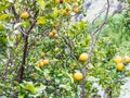 Ripe lemon fruits on tree in Sicily Royalty Free Stock Photo