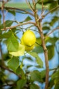 Ripe lemon growing on tree at garden