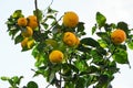 Ripe lemon harvest, citrus trees in israel. yellow fruit and green leaves Royalty Free Stock Photo