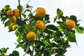 ripe lemon harvest, citrus trees in israel. yellow fruit and green leaves Royalty Free Stock Photo
