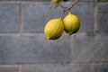 Ripe lemon tree fruits Royalty Free Stock Photo
