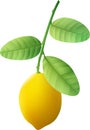 A ripe lemon weighs on a green branch