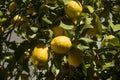 Ripe lemons on the branch of tree