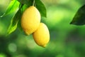 Ripe lemons and leaves on branch Royalty Free Stock Photo