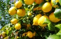 Ripe lemons hanging on branch