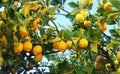 Ripe lemons hanging on lemon tree Royalty Free Stock Photo