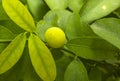 Ripe Lemons hanging on a lemon tree. Growing Lemon, fresh yellow ripe lemons on lemon tree branches in an Italian garden Royalty Free Stock Photo