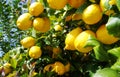 Ripe lemons hanging on a tree