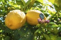 Ripe lemons hanging on a tree