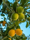 Bunches of green and fresh yellow ripe lemons on lemon tree branches in a garden. Close up of Lemons hanging Royalty Free Stock Photo