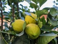 Bunches of fresh yellow ripe lemons on lemon tree branches in a garden. Close up of Lemons hanging Royalty Free Stock Photo