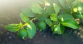 Green Lemons tree in the garden with daylight. Royalty Free Stock Photo