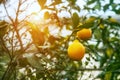 Ripe Lemons hanging on tree