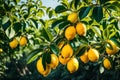 ripe lemons on leafy branch