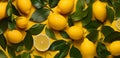 Ripe lemons and lemon leaves on a yellow background. Top view