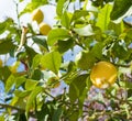 Ripe lemons on lemon tree Royalty Free Stock Photo