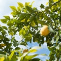 Ripe lemons on lemon tree Royalty Free Stock Photo
