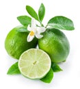 Ripe lime fruits on the white.