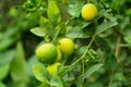 Ripe limes growing on tree branch in garden, closeup