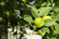 Ripe limes growing on tree branch in garden, closeup