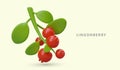 Ripe lingonberries on green branch. Juicy red berries. Vegan product