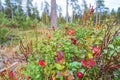 Ripe lingonberries growing in a forest