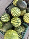 Ripe little watermelons on the market