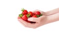 Ripe local produce organic strawberry. Young woman holding heap of red berries in bare hands. Strawberries isolated on white Royalty Free Stock Photo