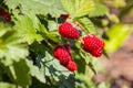 Ripe loganberries on growing on loganberry bush with copy space