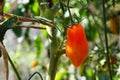 Ripe long tomato growing on vine in greenhouse Royalty Free Stock Photo