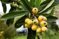 Ripe loquat fruit on the tree - Eriobotrya japonica