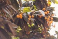Ripe loquat fruits on the tree. Fruit of loquat -Eriobotrya japonica. Ripe loquat or medlar fruit tree in agriculture garden Royalty Free Stock Photo